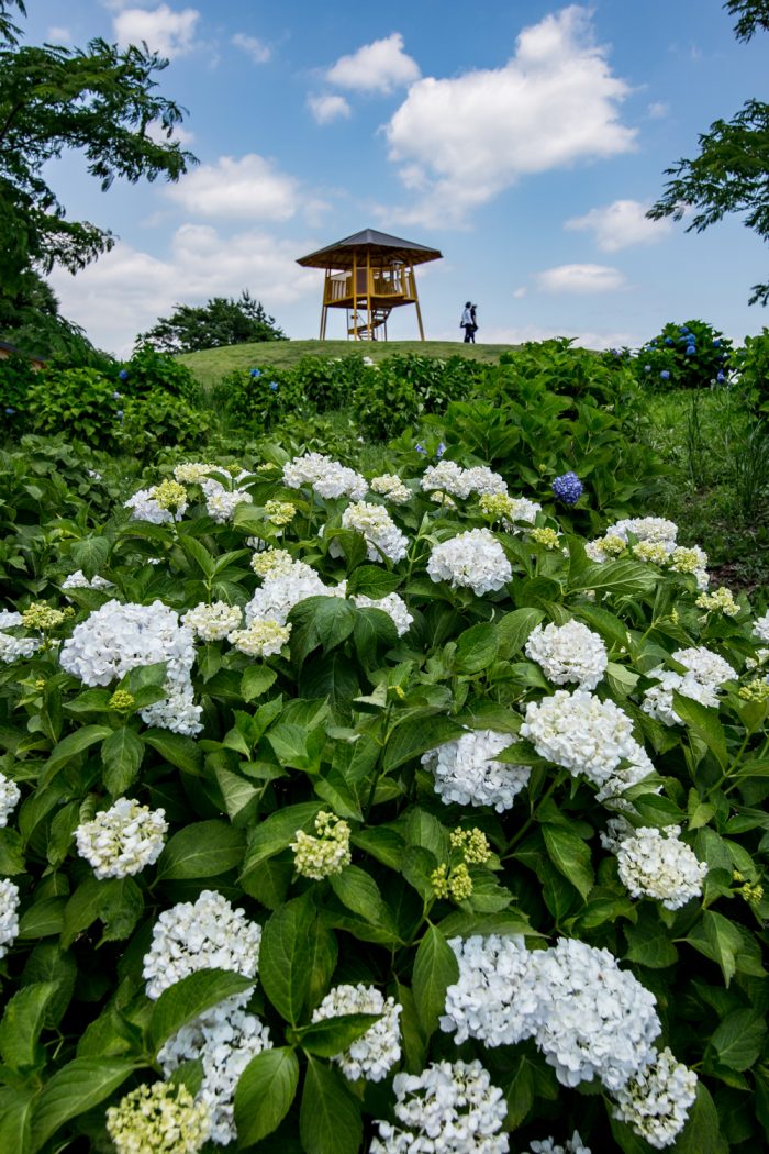 荻窪公園のアジサイ　6/17撮影