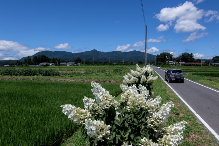 前橋市苗ケ島町の「みなづき通り」　8/9撮影