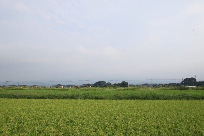 8月30日(水)　AM 7:16　前橋市大前田町