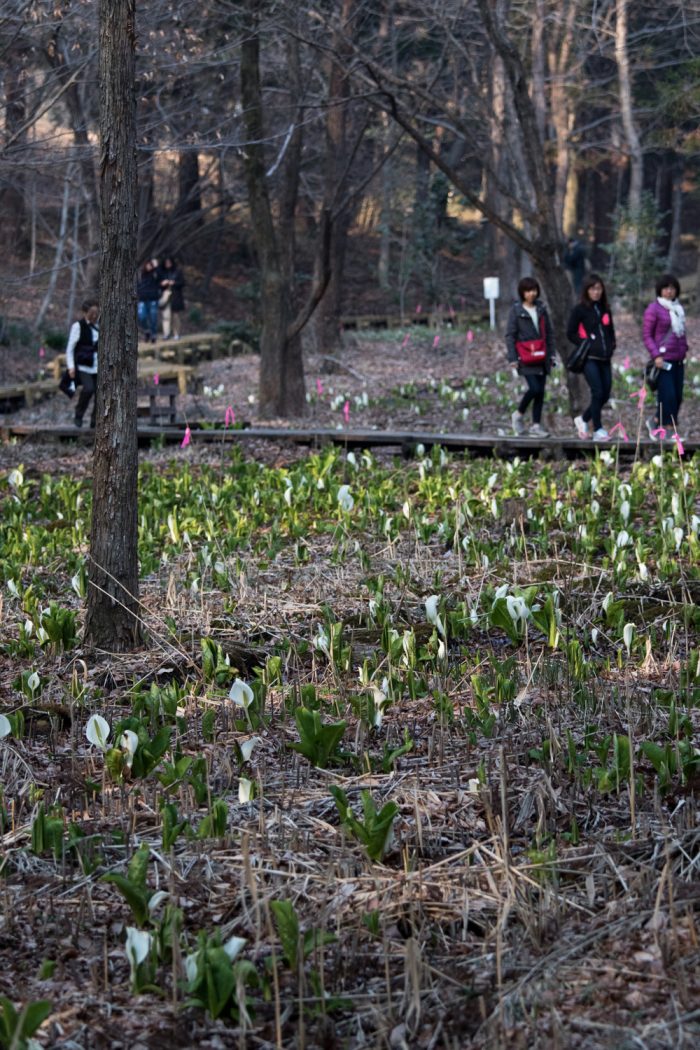 嶺公園のミズバショウ　3/17撮影