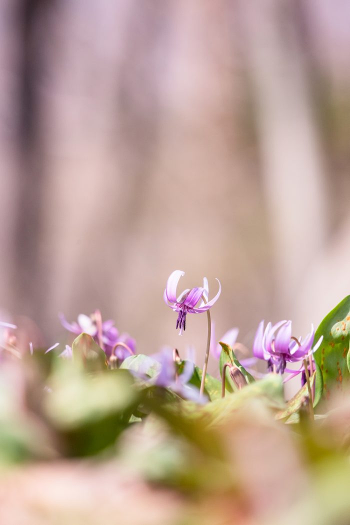 嶺公園カタクリの花