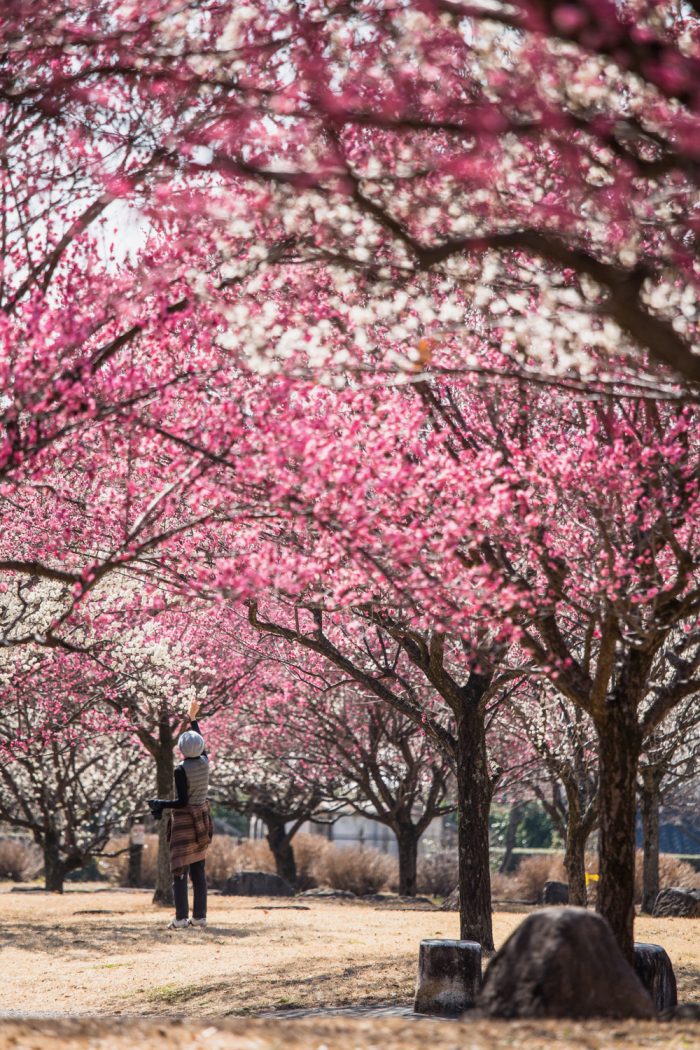 大室公園の梅の花