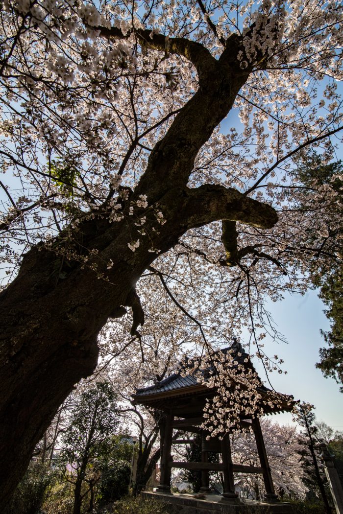 金剛寺のソメイヨシノ