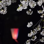 赤城南面千本桜 4/4撮影