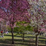 赤城南面千本桜 4/8撮影