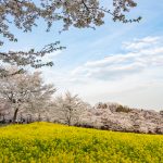 赤城南面千本桜 4/4撮影