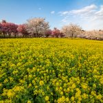 赤城南面千本桜 4/4撮影