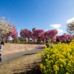 赤城南面千本桜 4/8撮影