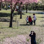 赤城南面千本桜 4/8撮影