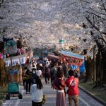 赤城南面千本桜 4/4撮影