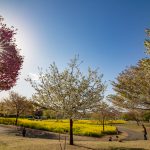 赤城南面千本桜 4/8撮影