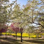 赤城南面千本桜 4/8撮影