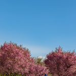 赤城南面千本桜 4/8撮影