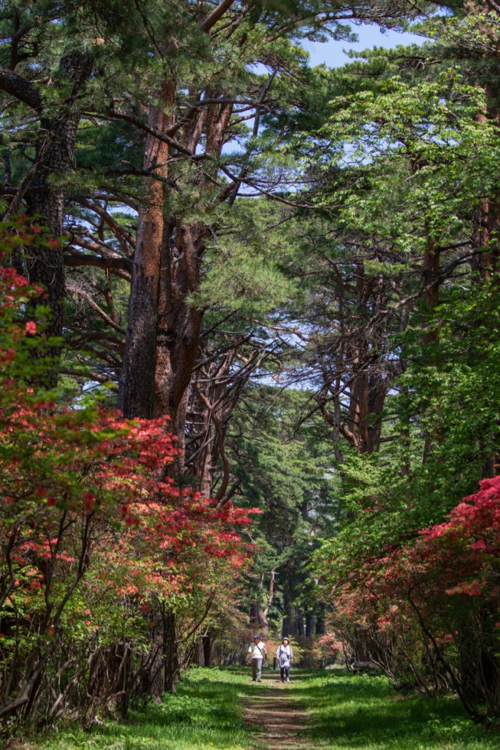 赤城神社参道松並木 4/22撮影