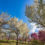 赤城南面千本桜 4/8撮影