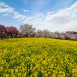 赤城南面千本桜 4/4撮影