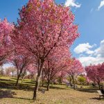 赤城南面千本桜 4/8撮影