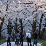 赤城南面千本桜 4/4撮影