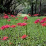 赤城南面千本桜のヒガンバナ