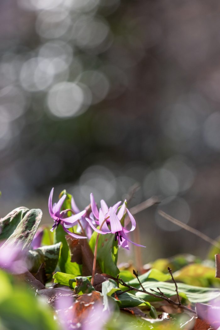 嶺公園のカタクリの花　3/23撮影