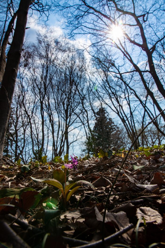 嶺公園のカタクリの花　2019年3月16日撮影