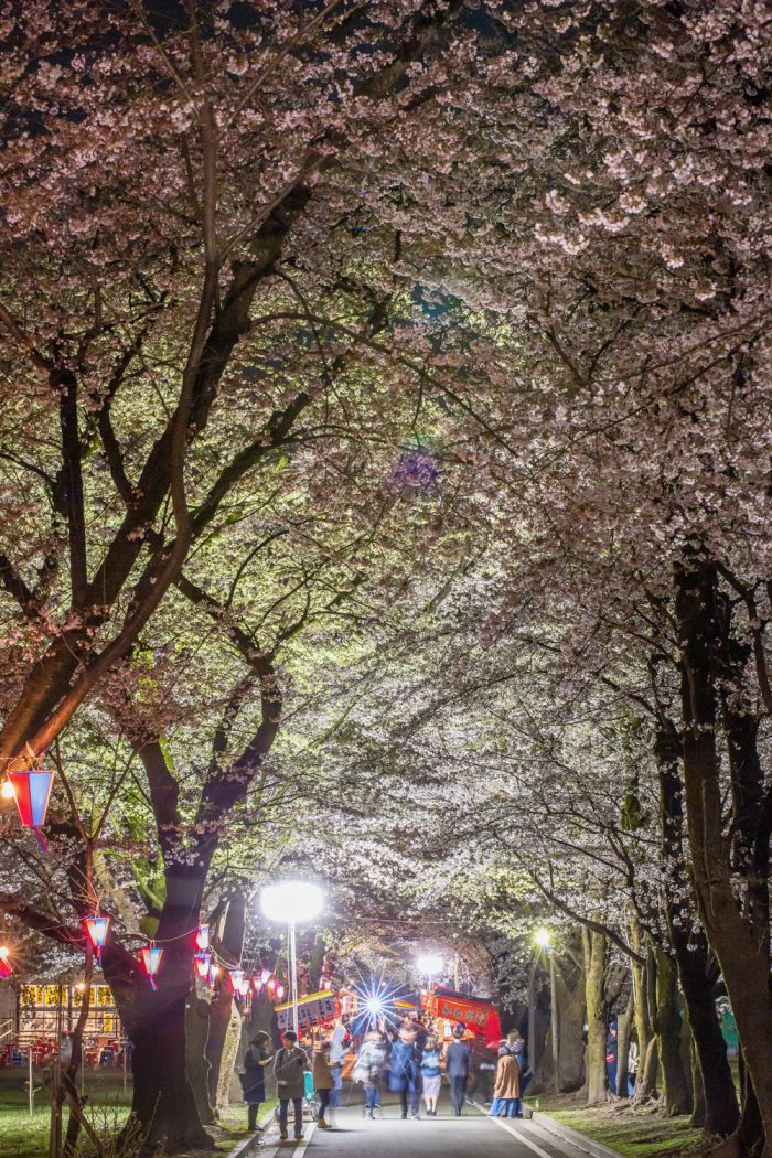 赤城南面千本桜  4/12撮影