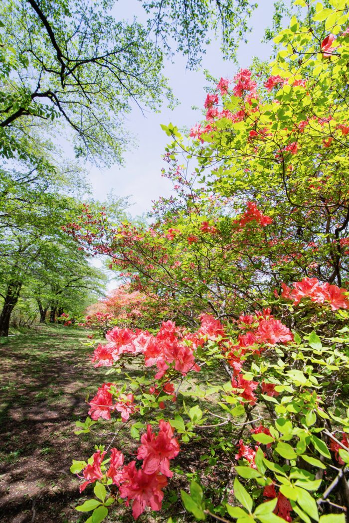 赤城南面千本桜のヤマツツジ