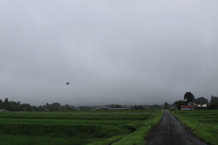 7月16日(木)　AM 7:49　前橋市苗ケ島町
