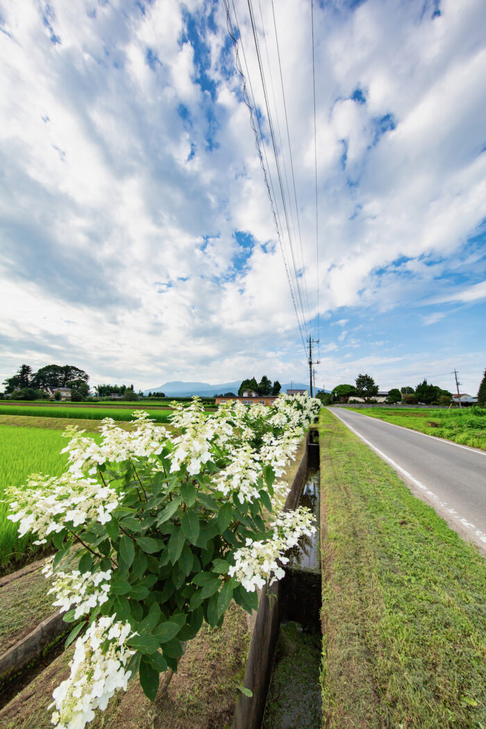 みなづき通り　2020年8月1日撮影