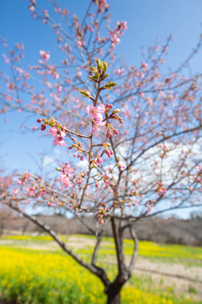 みやぎ千本桜の森　カワヅザクラ　　撮影日　3月20日(日)