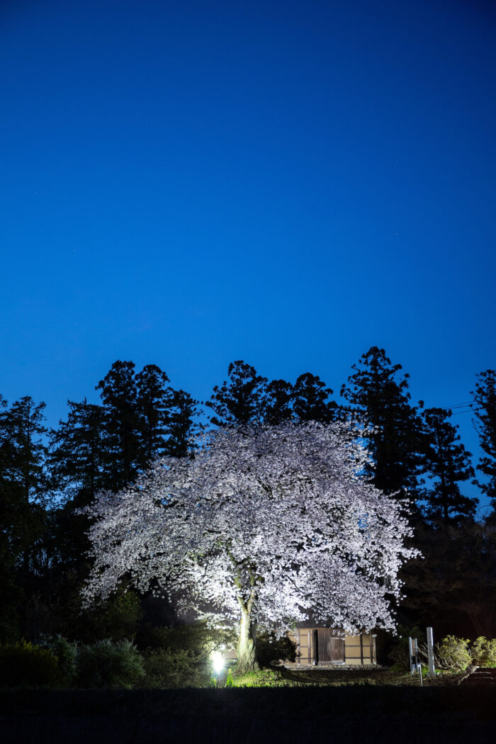 国指定重要文化財 阿久沢家住宅の桜のライトアップ