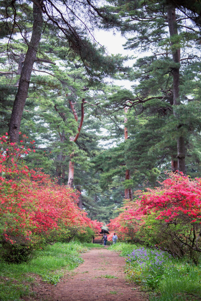 赤城神社参道松並木のヤマツツジ