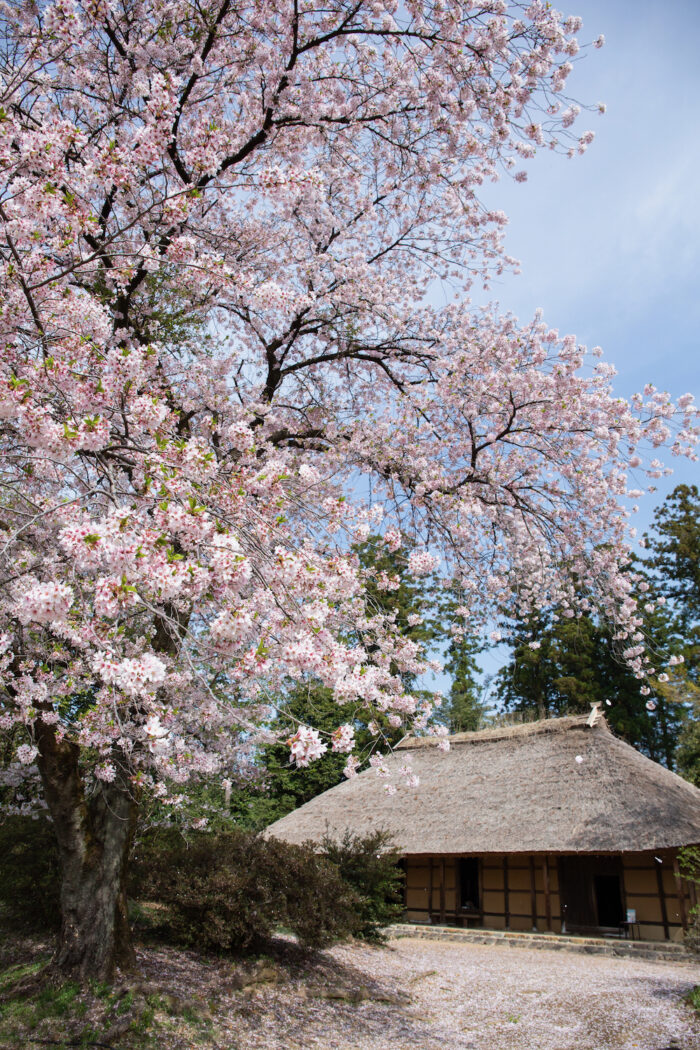 阿久沢家住宅の桜