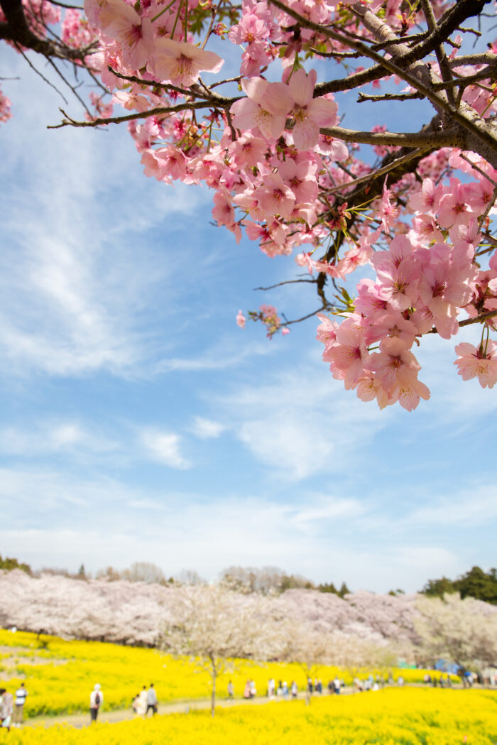 赤城南面千本桜