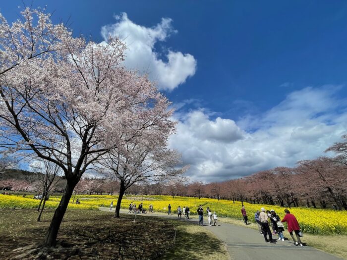 根尾谷淡墨桜