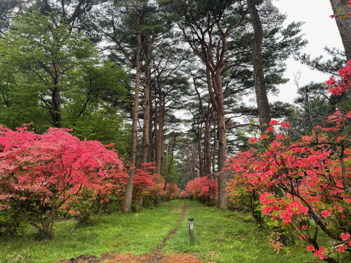 赤城神社参道松並木　国道北側