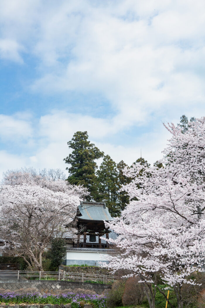 珊瑚寺の桜