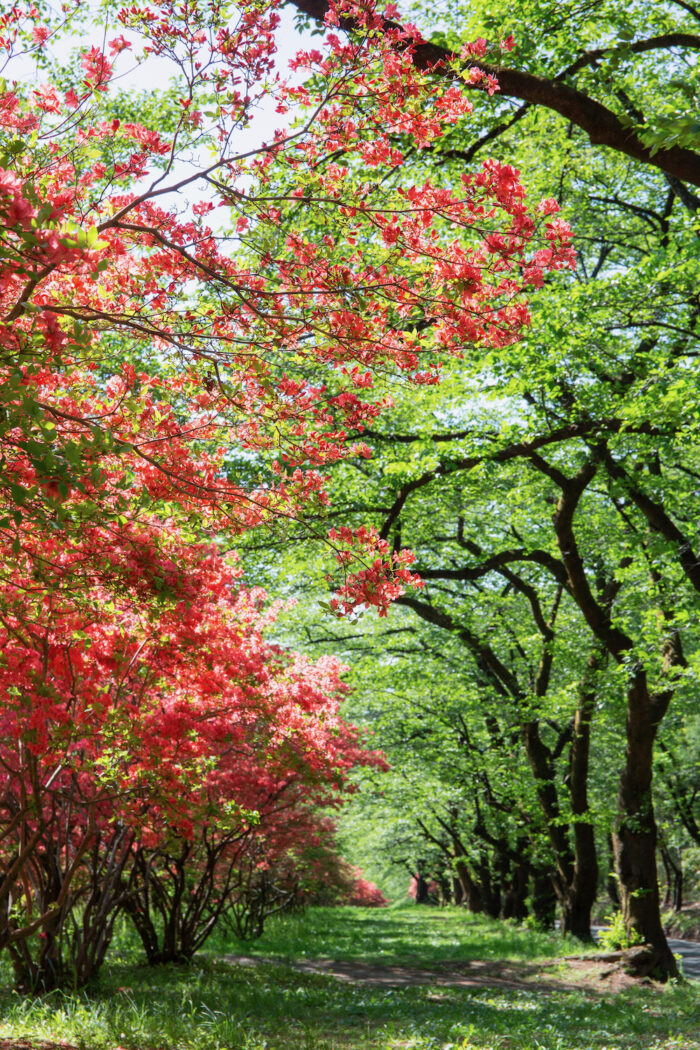 赤城南面千本桜のヤマツツジ