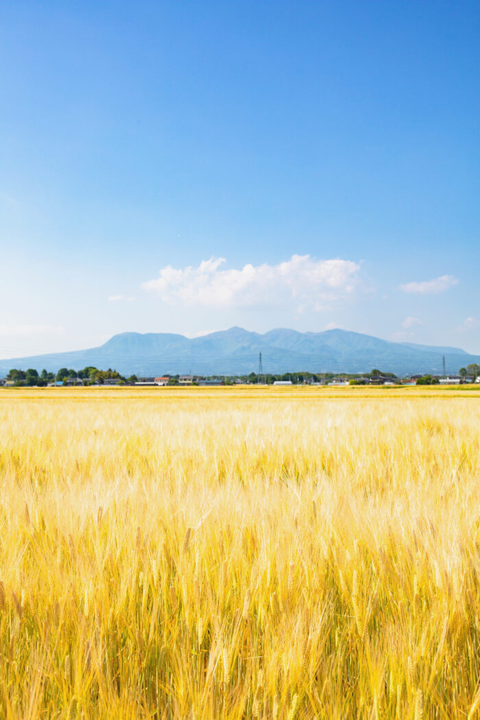 麦畑と赤城山