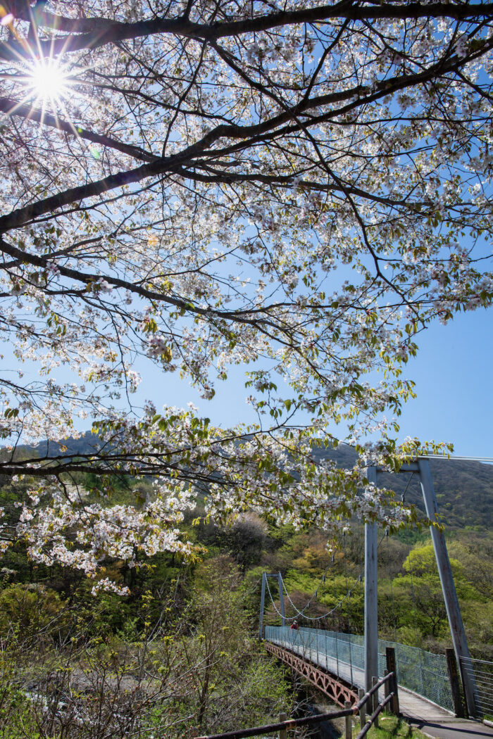 UBARUふれあい森赤城さくらの広場