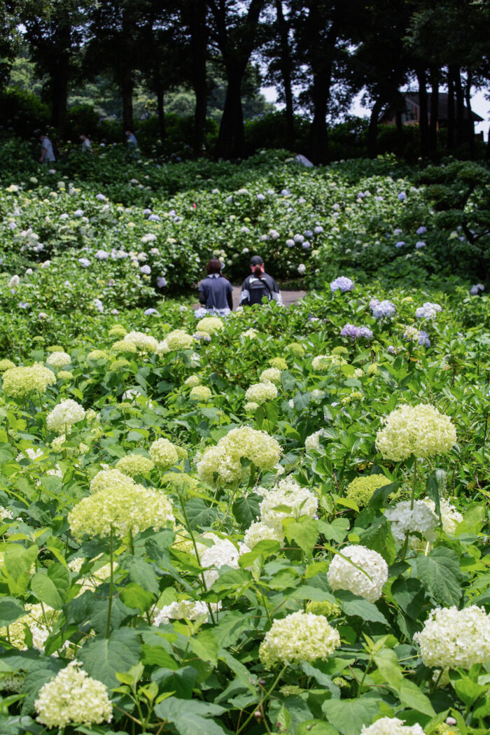 荻窪公園の紫陽花