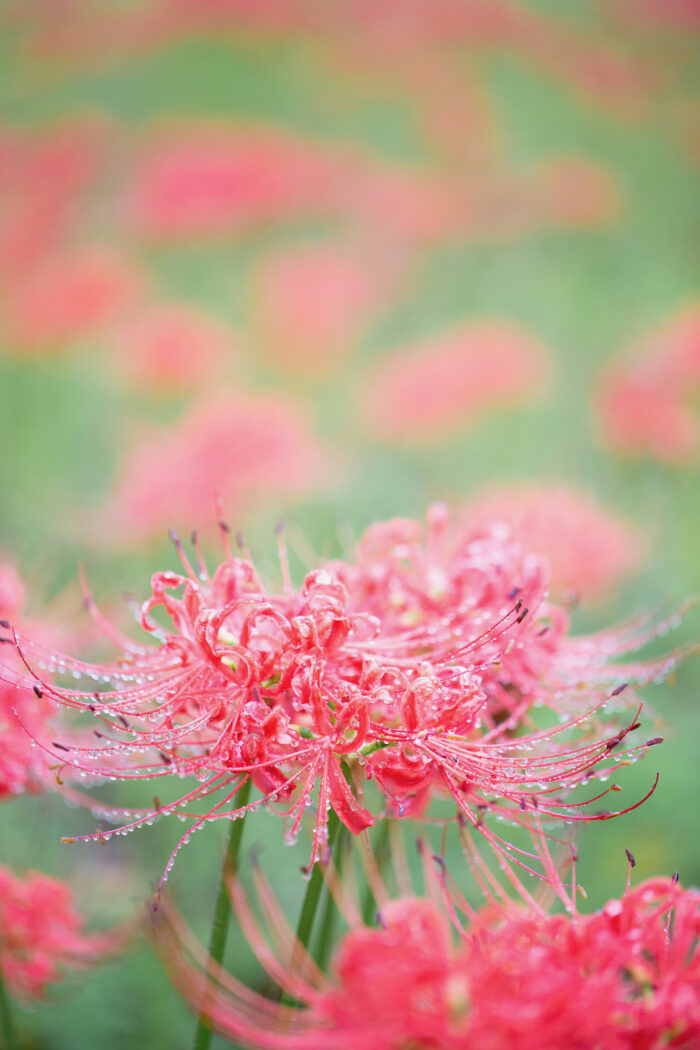 赤城南面千本桜のヒガンバナ