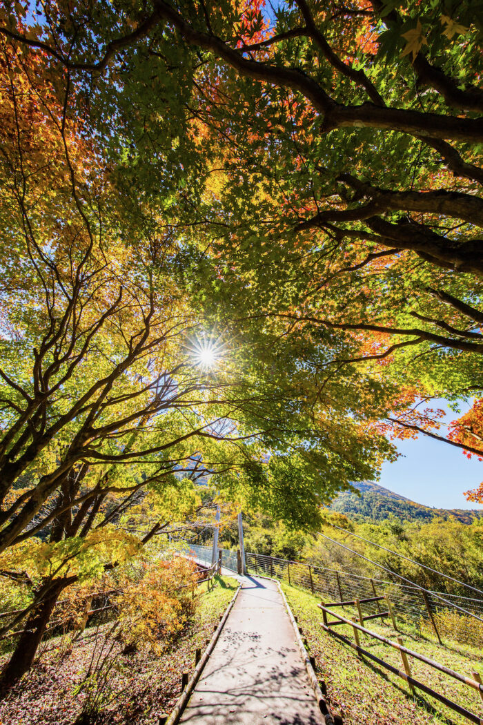 赤城さくらの広場の紅葉