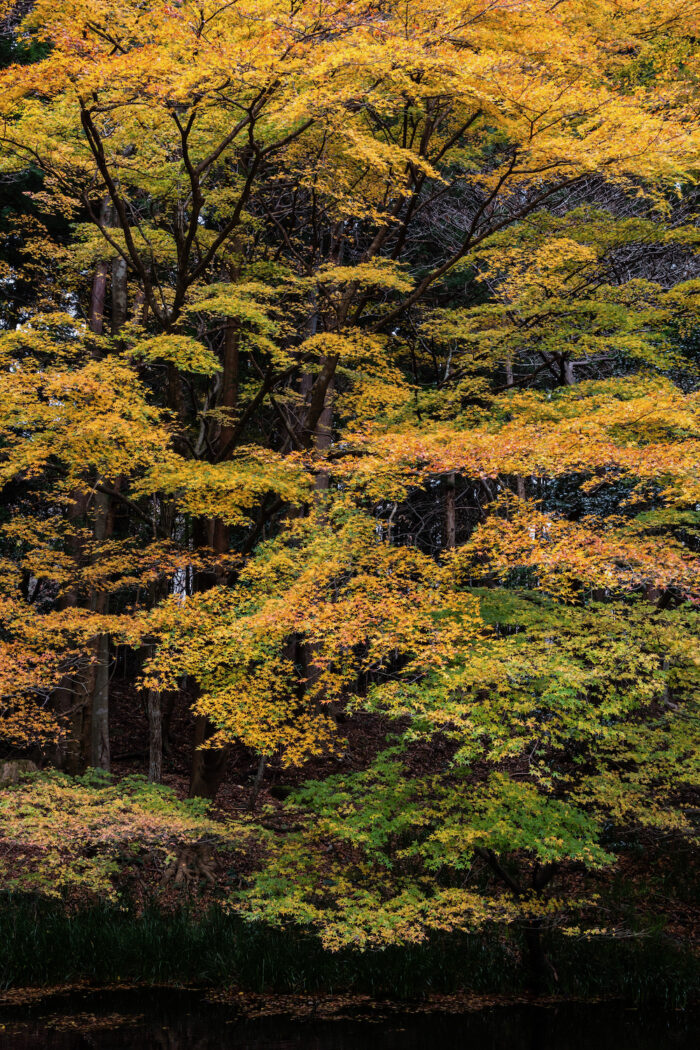 赤城神社の紅葉