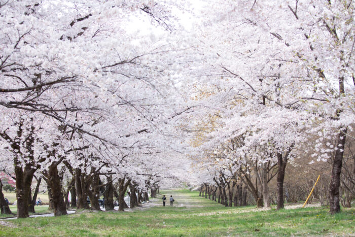 赤城南面千本桜