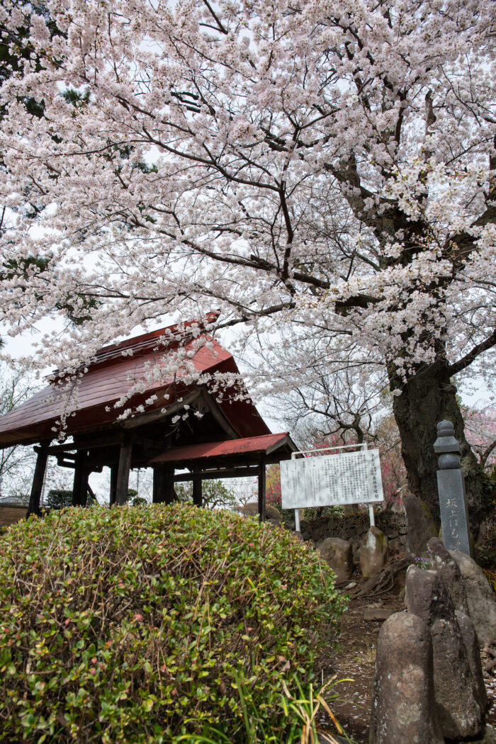養林寺の桜
