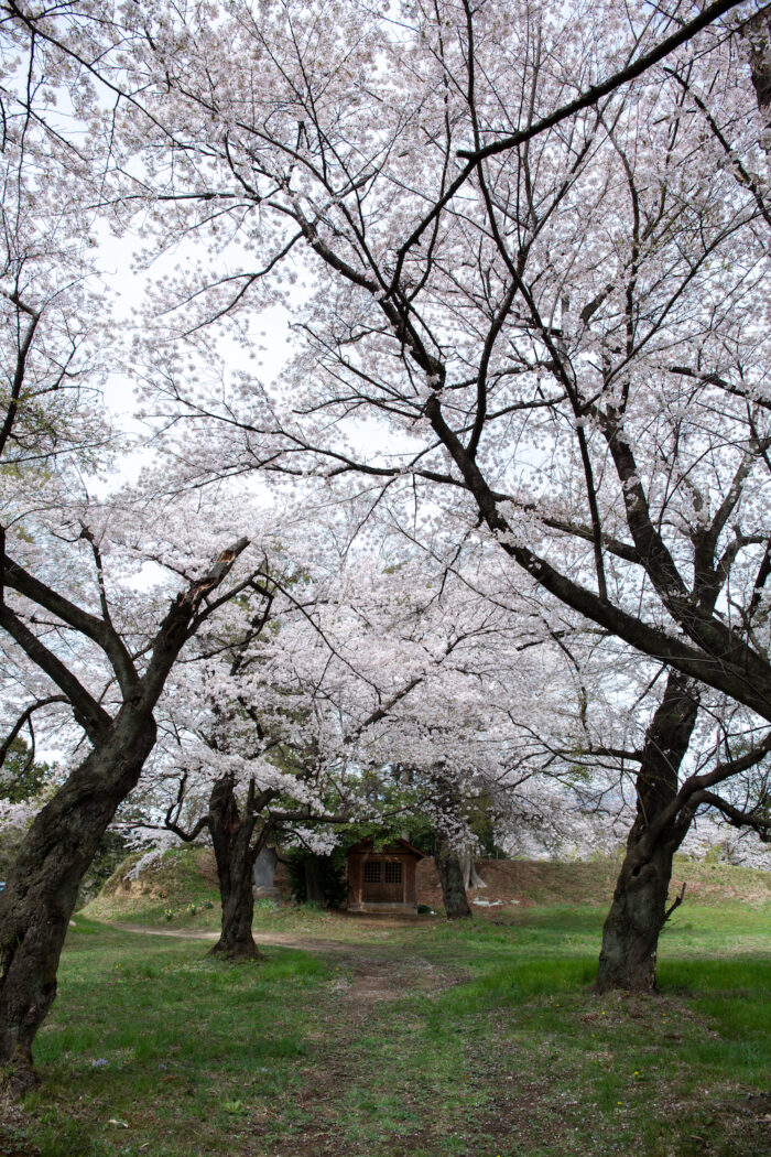 大胡城址の桜