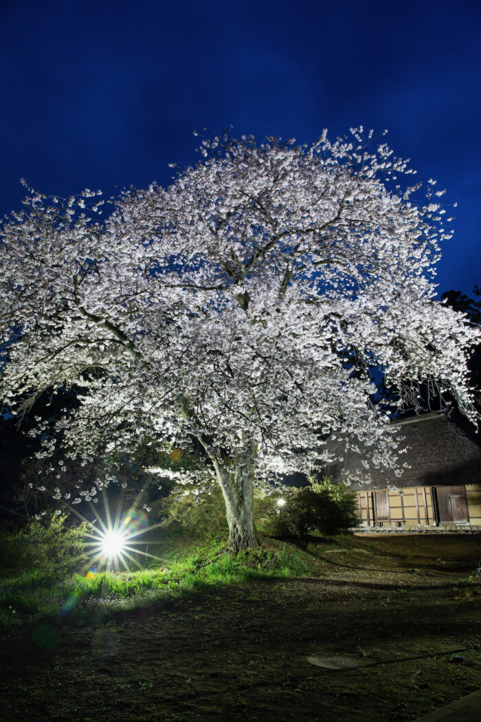 国指定重要文化財 阿久沢家住宅の桜のライトアップ