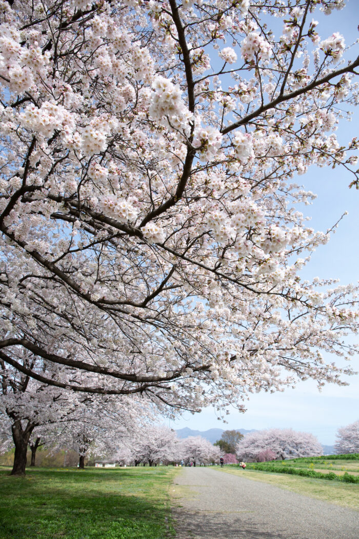 日本キャンパック大室公園の桜
