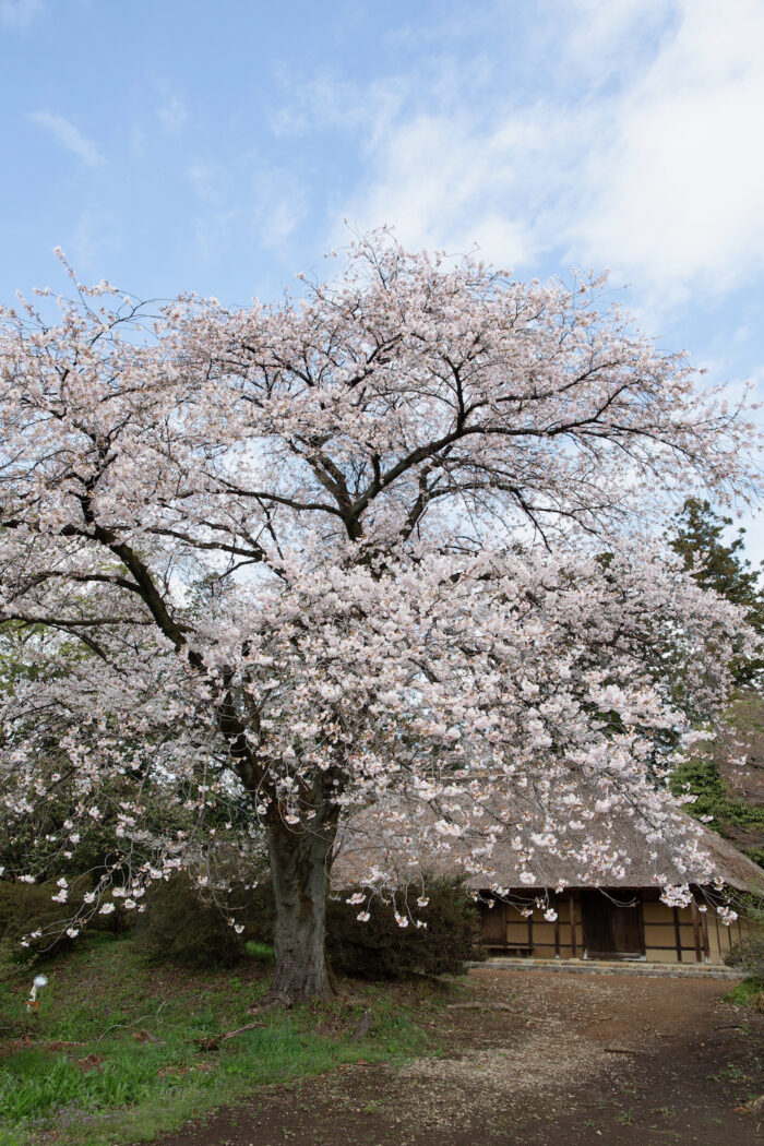 国指定重要文化財 阿久沢家住宅の桜